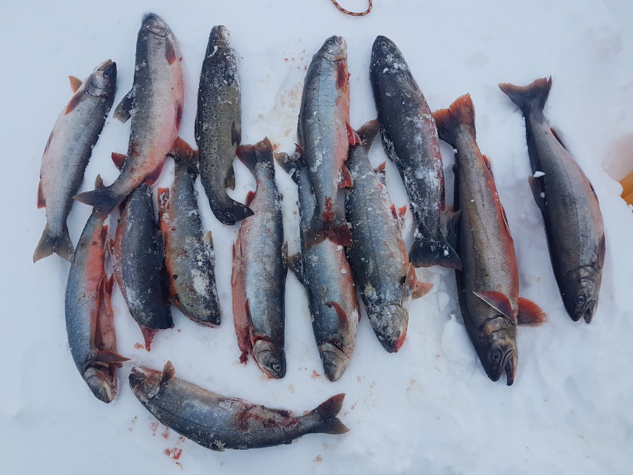 Ловозеро голец. Голец Усатый рыба. Зимняя рыбалка Мурманск. Голец свежемороженая на льду.