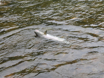 Река Зарубиха - рыбалка
